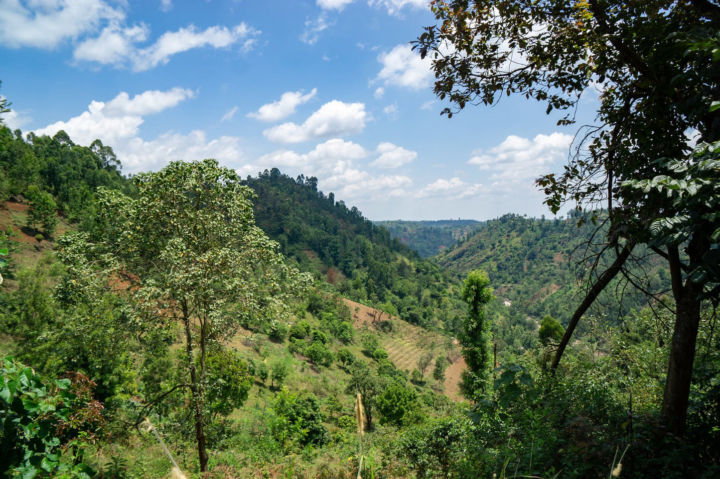 Coffee Collective Kieni - SL28,SL34,Ruiru 11, Batian Kenya 250G