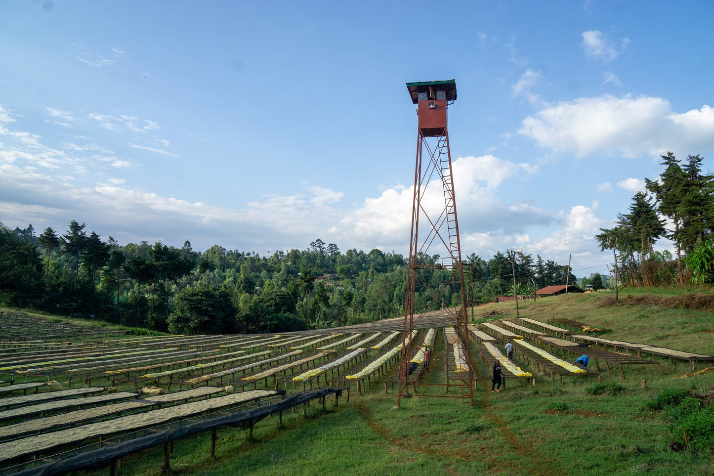 Coffee Collective Kieni - SL28,SL34,Ruiru 11, Batian Kenya 250G