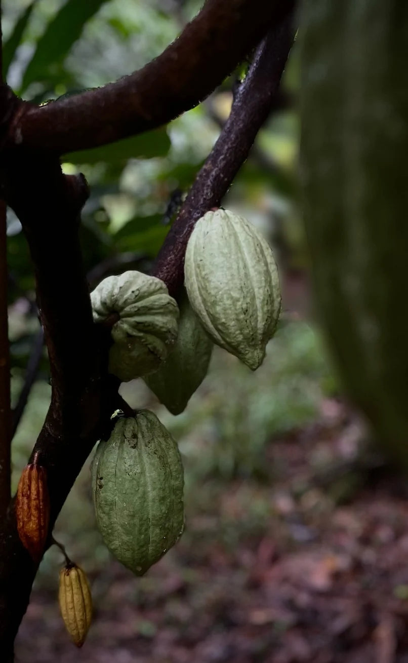 La Cabra Chanthaburi Chocolate Thailand