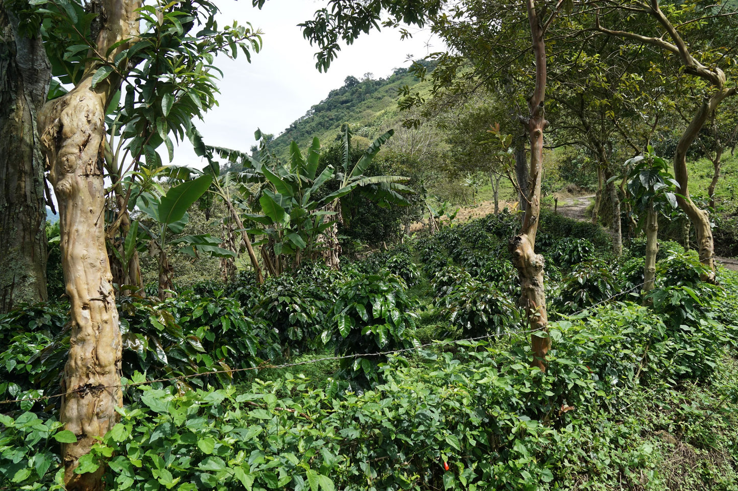 Coffee Collective Enciso - Colombia, Caturra, Cenicafé 1 250G