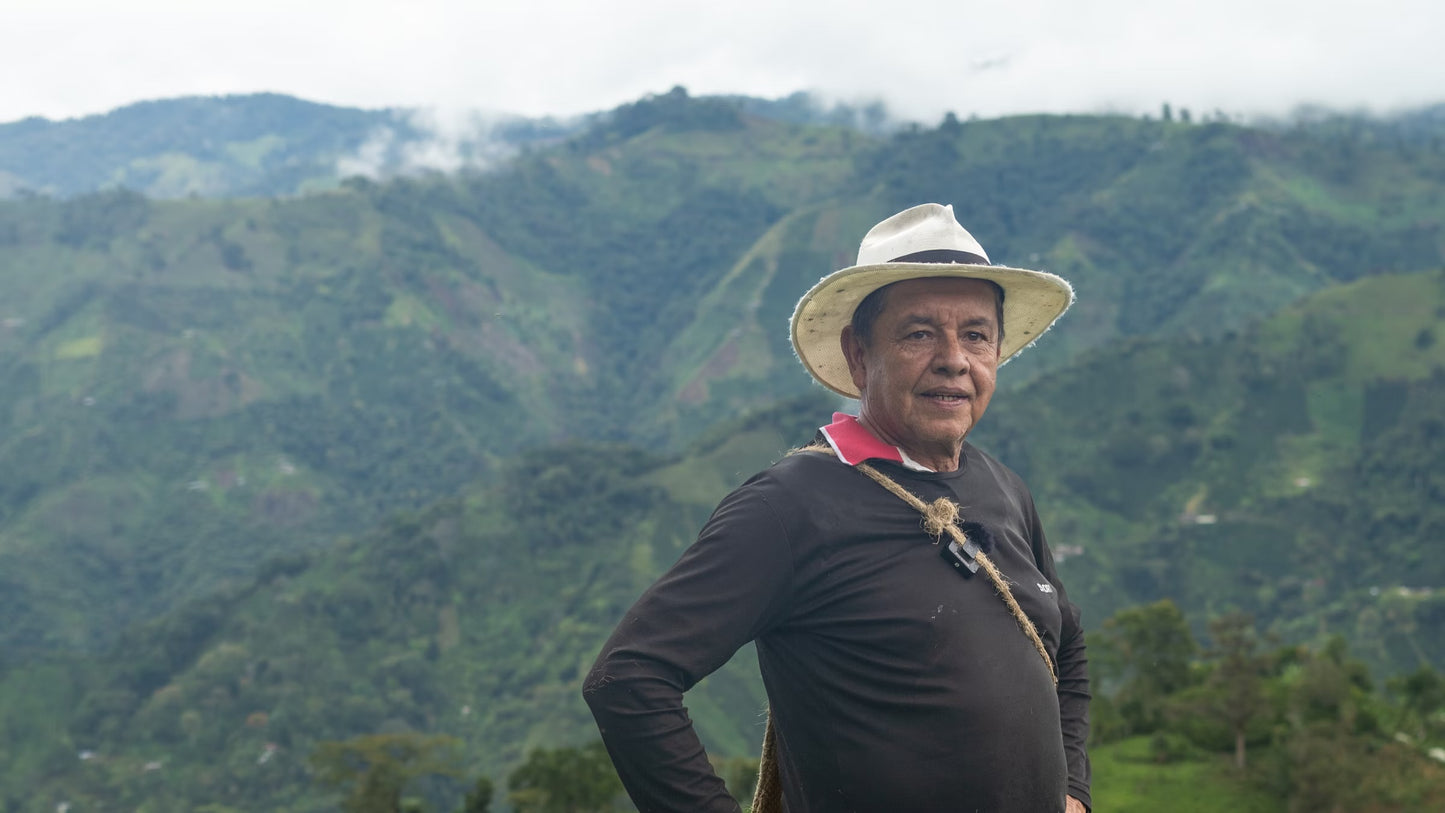Coffee Collective Enciso - Colombia, Caturra, Cenicafé 1 250G