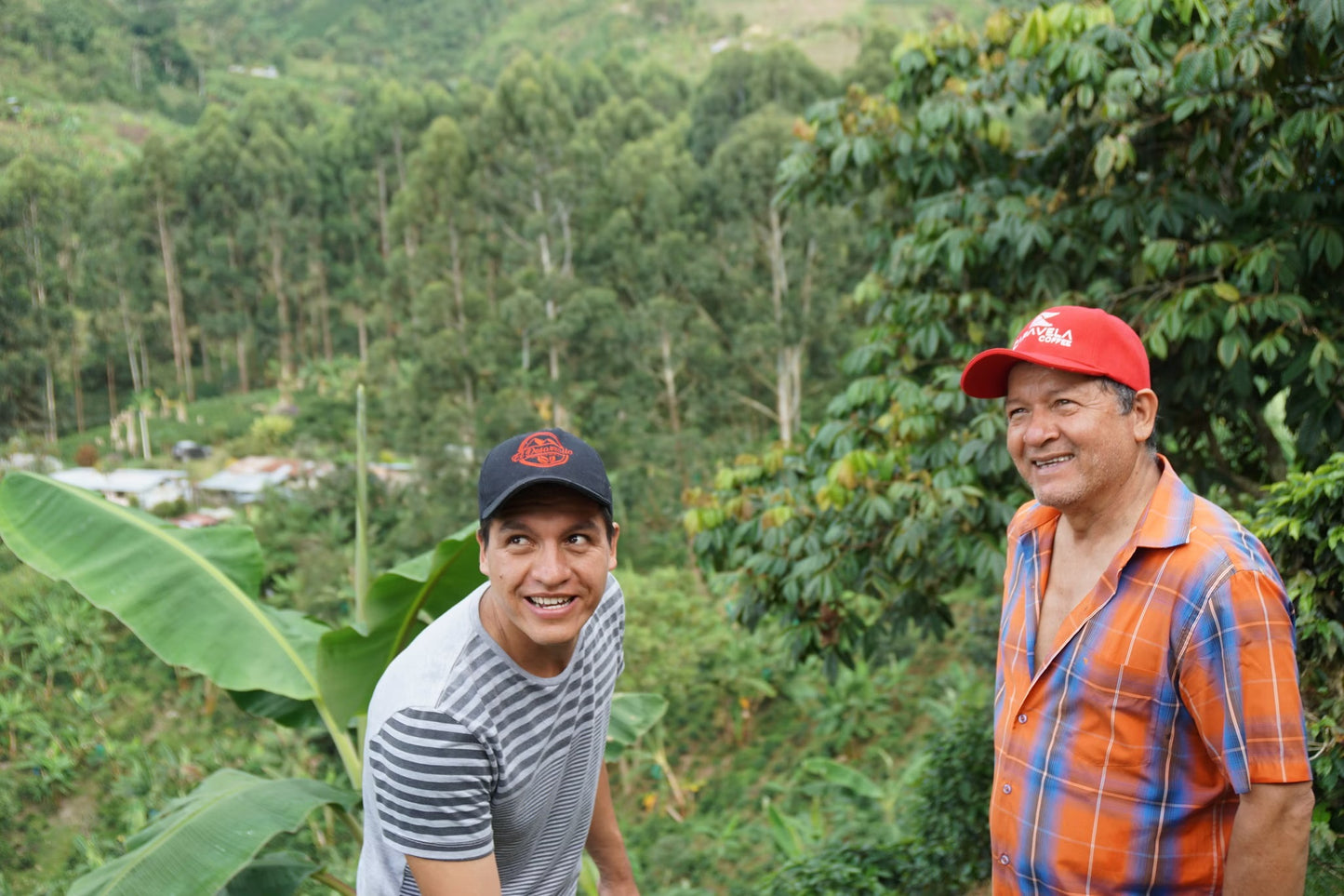 Coffee Collective Jaime - Pink Bourbon, Geish, Huila Colombia 250G