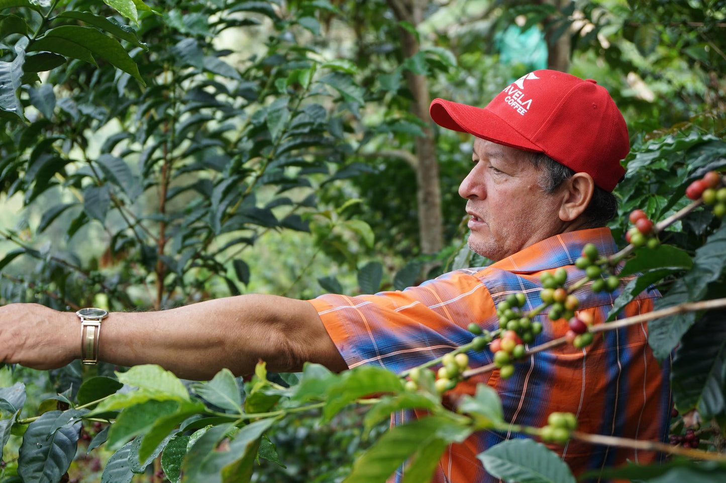 Coffee Collective Jaime - Pink Bourbon, Geish, Huila Colombia 250G
