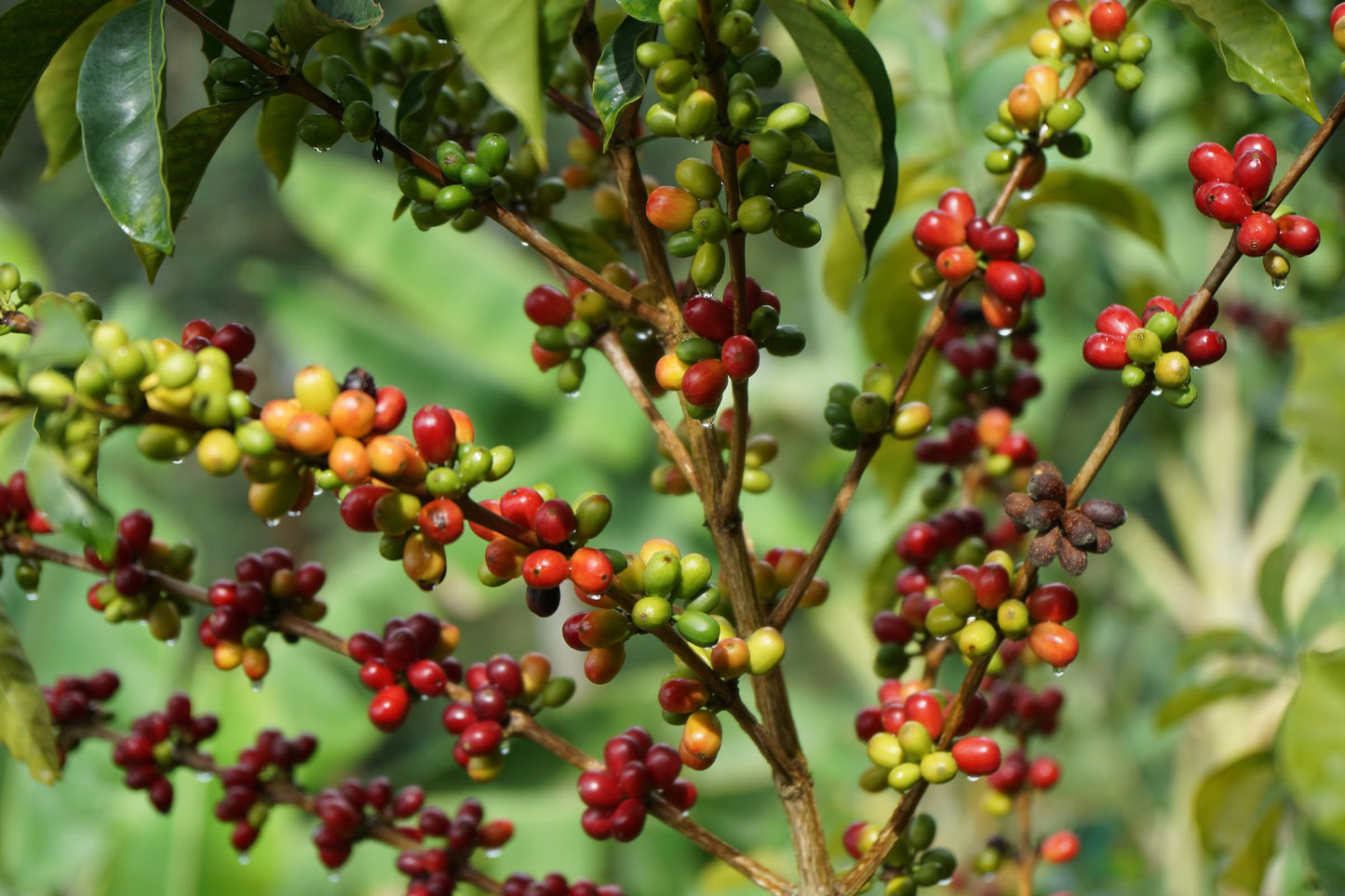 Coffee Collective Jaime - Pink Bourbon, Geish, Huila Colombia 250G