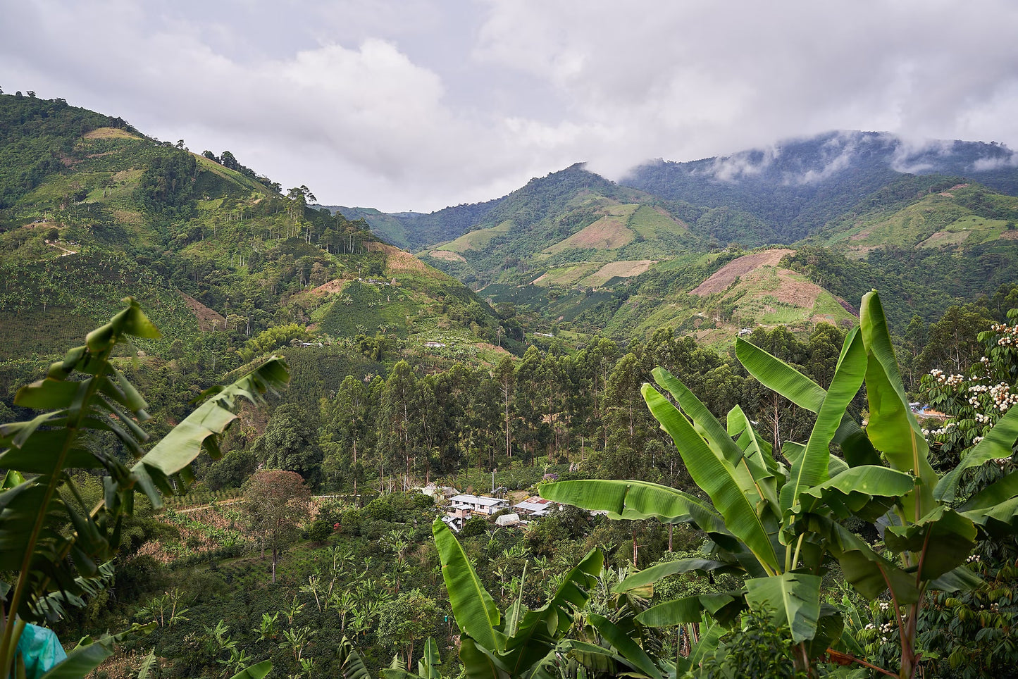 Coffee Collective Jaime - Pink Bourbon, Geish, Huila Colombia 250G