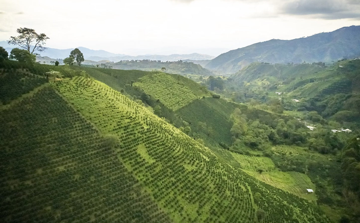 Coffee Collective Jaime - Pink Bourbon, Geish, Huila Colombia 250G