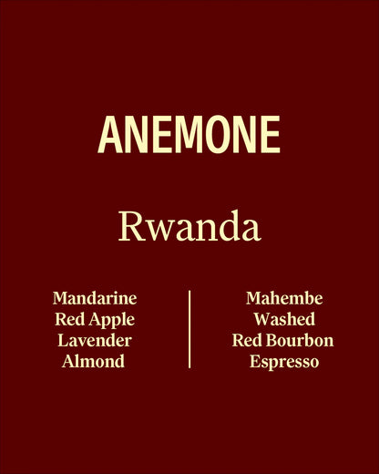Wide Awake Anemone - Burundi - Washed - Espresso 250g