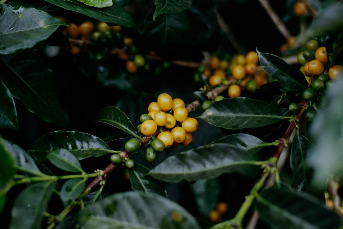 La Cabra La Familia - Honduras Parainema Washed - 250g