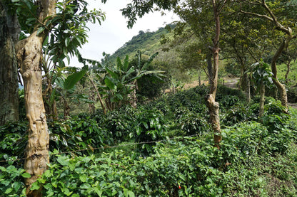 Coffee Collective Enciso - Colombia, Caturra, Cenicafé 1 250G