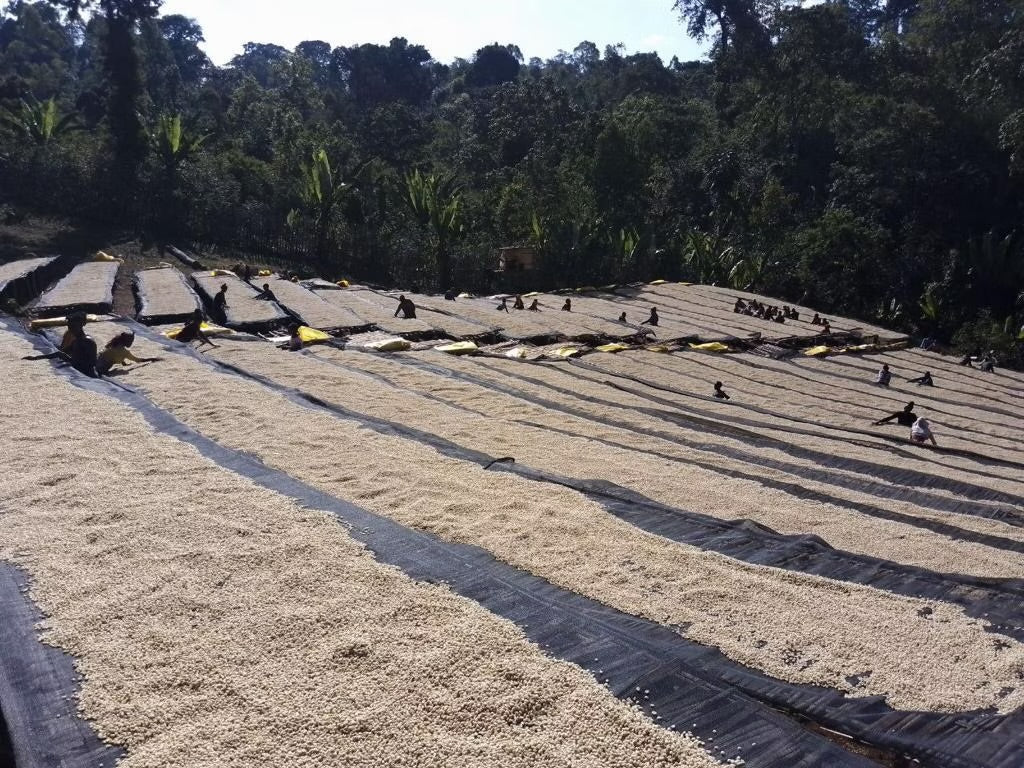 Coffee Collective Sadi Loya Espresso - Gera Jimma Ethiopia 250G