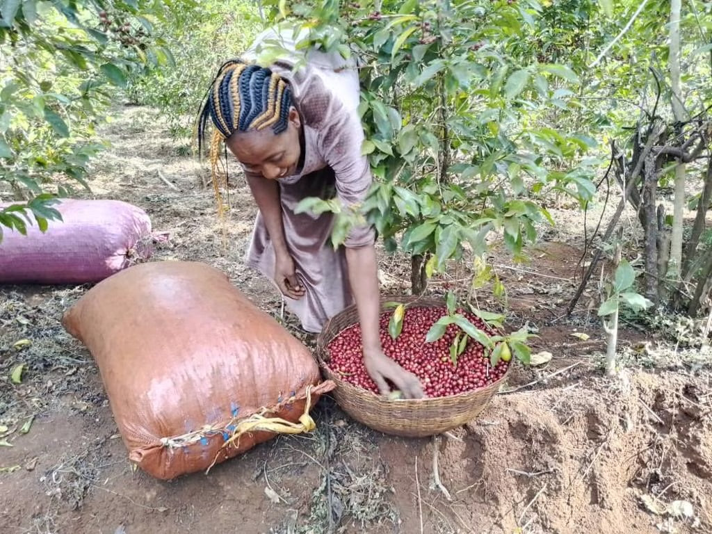 Coffee Collective Sadi Loya Espresso - Gera Jimma Ethiopia 250G