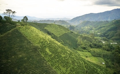 Coffee Collective Jaime - Pink Bourbon, Geish, Huila Colombia 250G