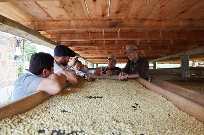 Coffee Collective Jaime - Pink Bourbon, Geish, Huila Colombia 250G