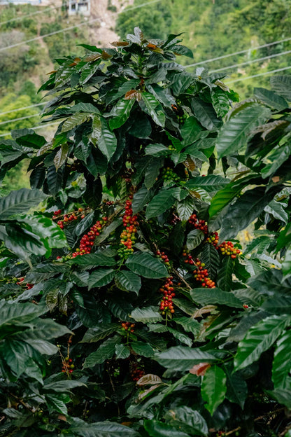 Wide Awake Moon Safari Omni - Colombia - Washed - Espresso 250g