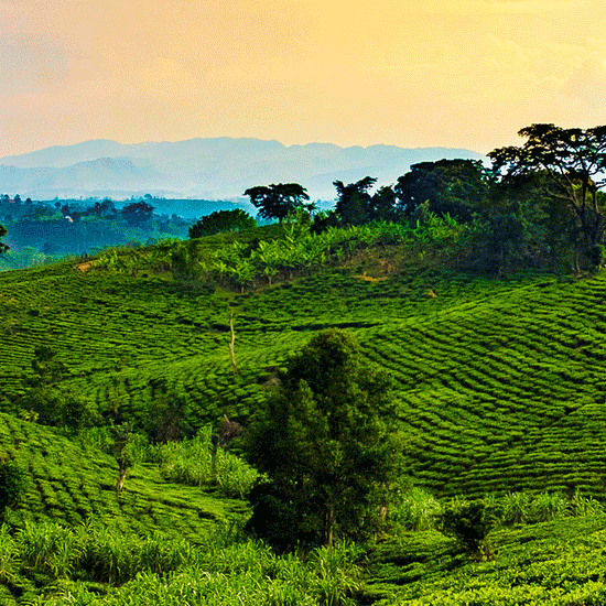 Kiss the Hippo,Uganda Bukonzo Dream Natural 250G