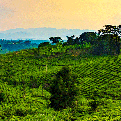 Kiss the Hippo,Uganda Bukonzo Dream Natural 250G