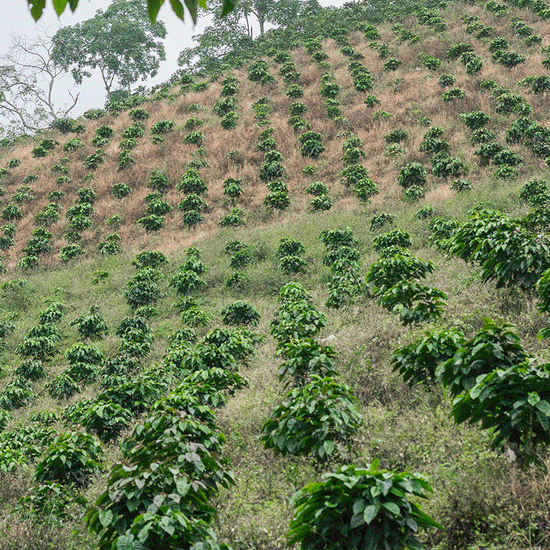 Kiss the Hippo,Colombia Huila Grande 250g